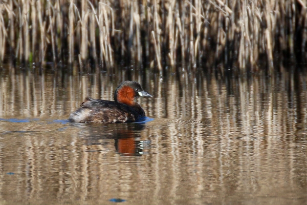A Little Grebe swims alongside the reedbeds at Turvey Nature Reserve, Dublin