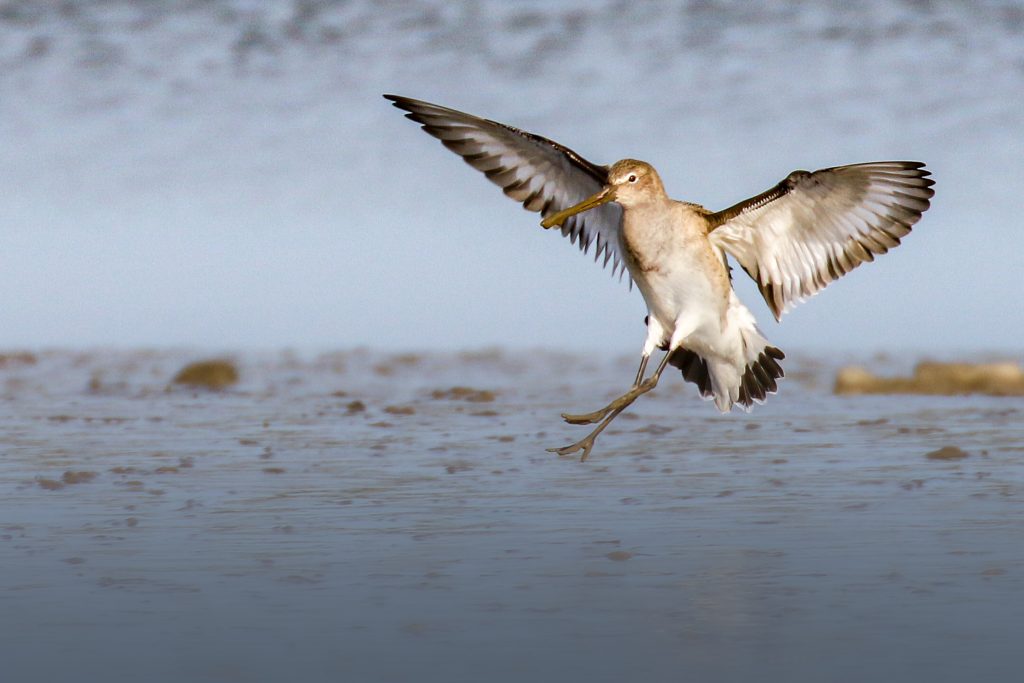 Turvey nature reserve dublin bird watching