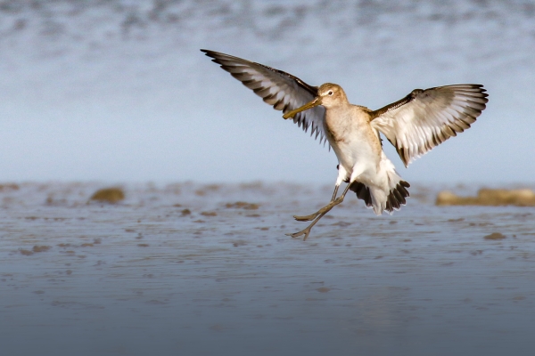A Black Tailed Godwit comes in to land on the mudflats at Turvey Nature Reserve, Dublin