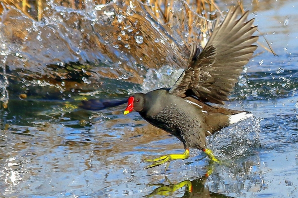 Moorhen splashes across a shallow pond in Turvey Park Nature Reserve Dublin