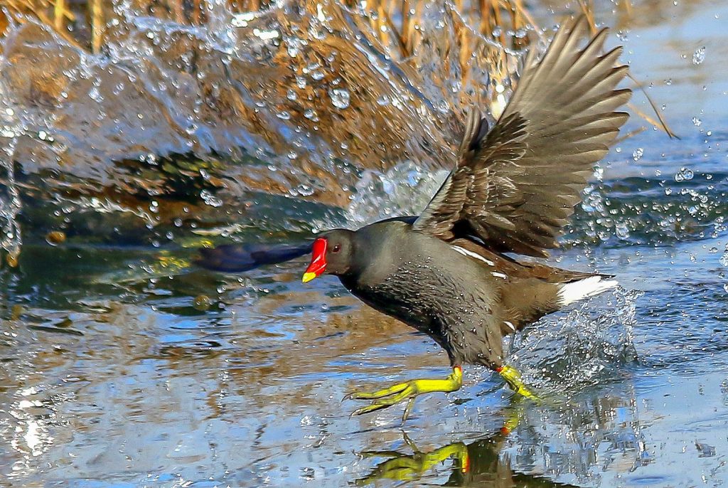 Turvey nature reserve dublin bird watching