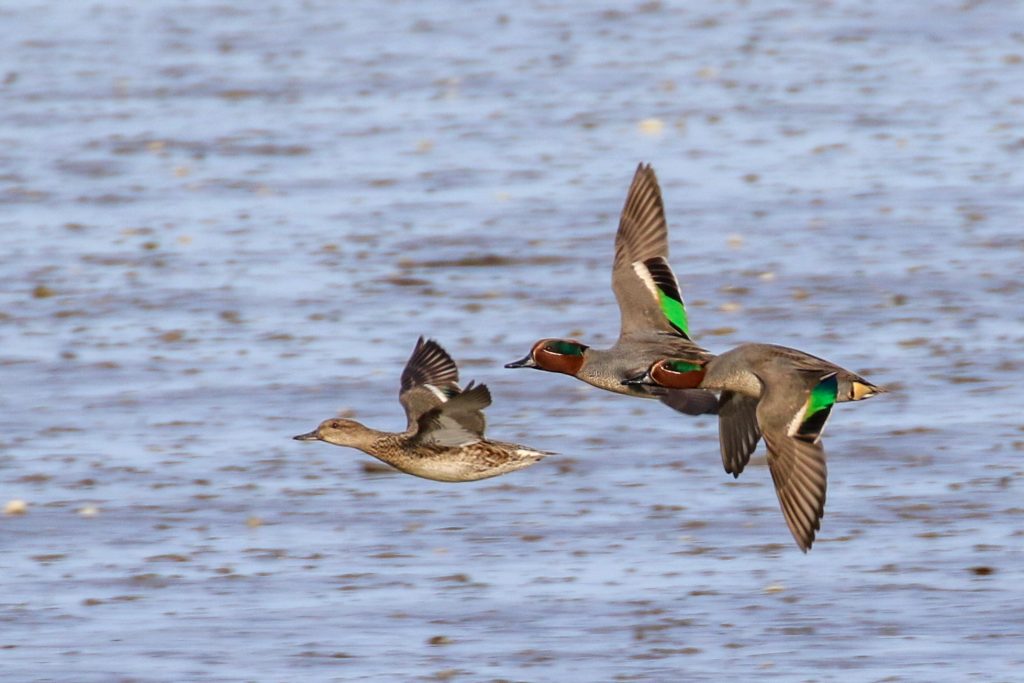 Turvey nature reserve dublin bird watching