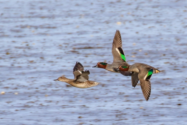 Teal flying up the channel at Turvey Nature Reserve, Dublin