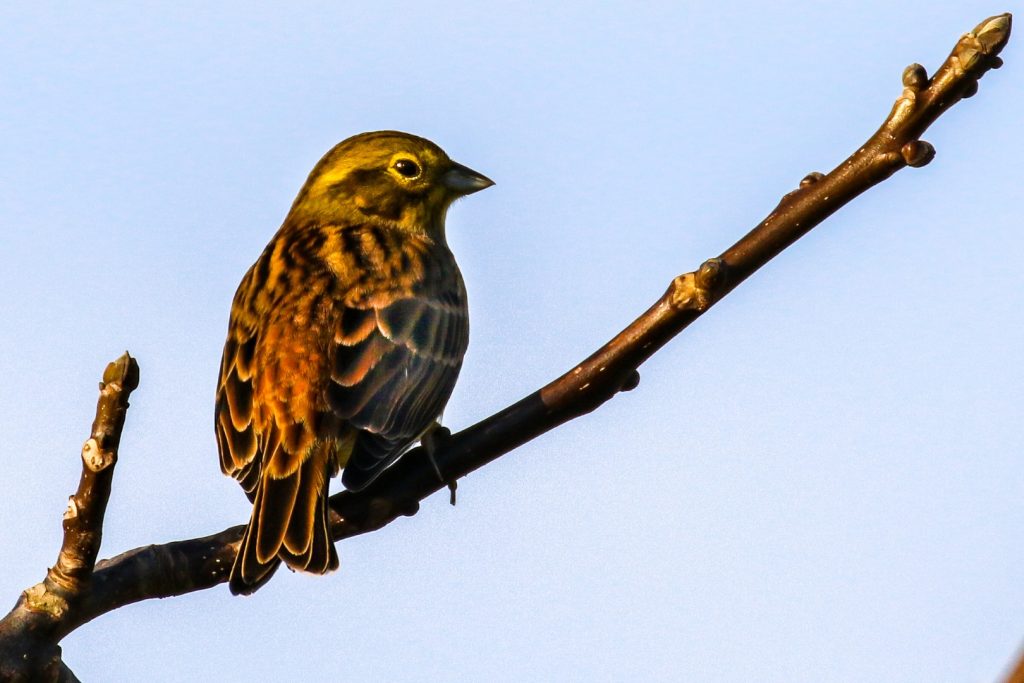 Turvey nature reserve dublin bird watching