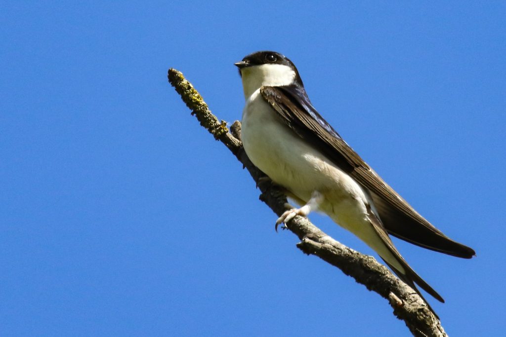 Turvey nature reserve dublin bird watching