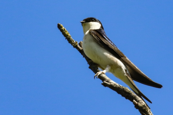 A House Martin perched on top of a tree with a blue sky in the background