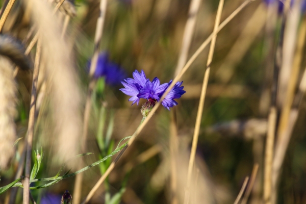 A Wildflower ads a dash of vivid colour to the reed beds at Turvey Nature Reserve, Dublin