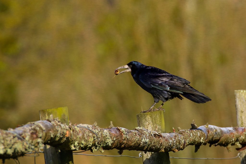 Turvey nature reserve dublin bird watching