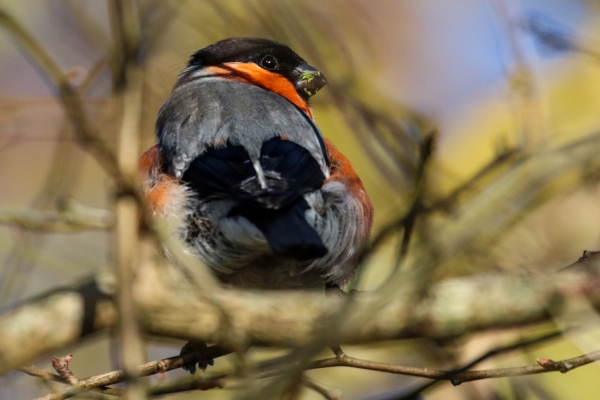 A Bullfinch looks over its shoulder at Turvey Nature Reserve, Dublin