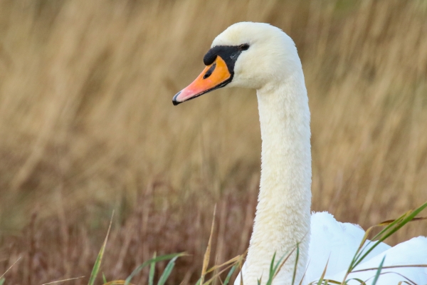 A Mute Swan swims in the reed beds at Turvey Nature Reserve, Dublin