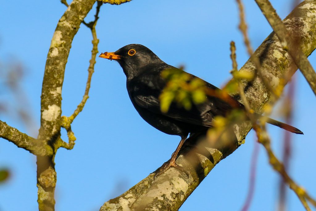 turvey park bird watching dublin