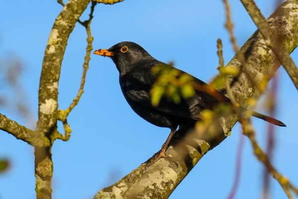 A Blackbird high in a tree with a blue sky in the background at Turvey Nature Reserve, Dublin