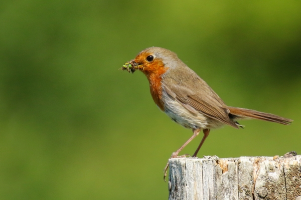 A Robin with a beak full of insects at Turvey Nature Reserve, Dublin