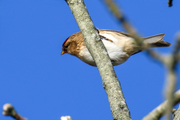 Redpoll in a tree against a clear blue Sky