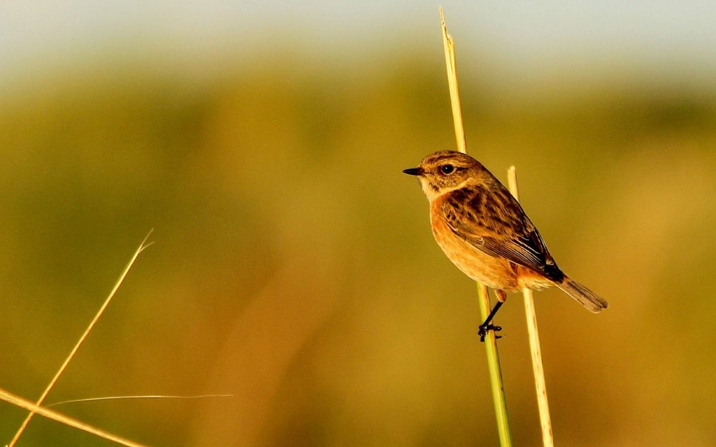 Turvey nature reserve dublin bird watching