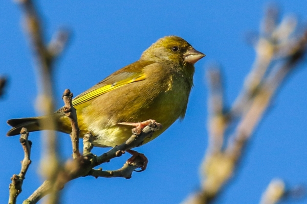 A Greenfinch in a tree against a clear blue sky