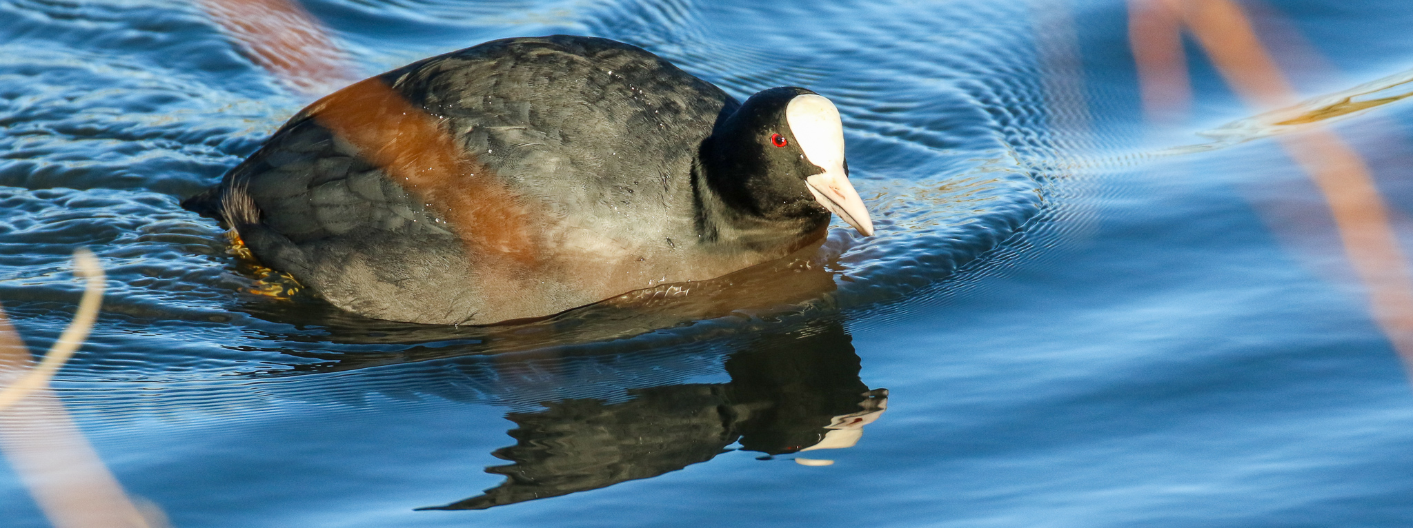 Bird Watching Dublin