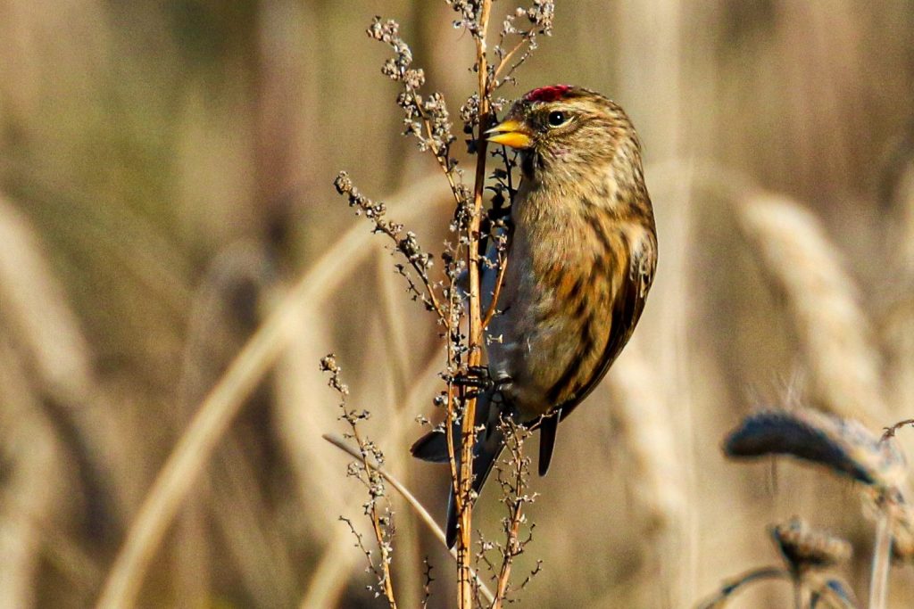 bird-watching-ireland