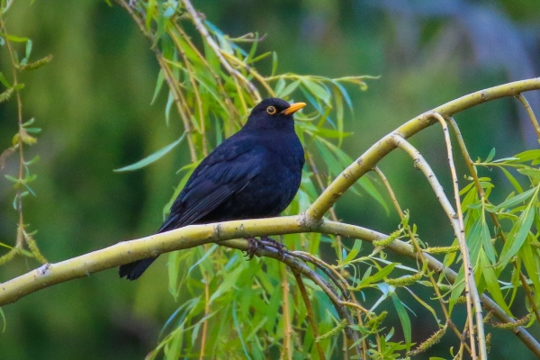 A Blackbird on a tree overlooking the Tolka River, Glasnevin, Dublin