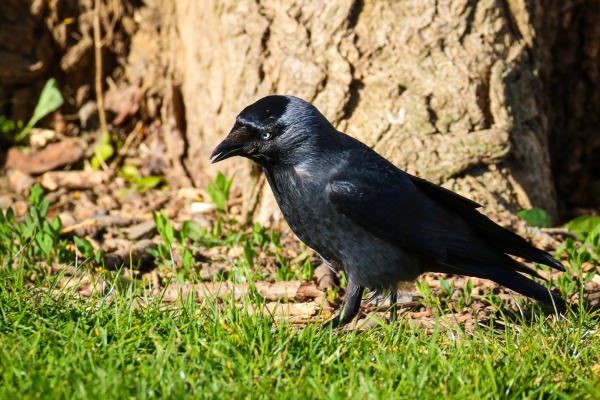 A Jackdaw at Our Lady's Park, Drumcondra, Dublin