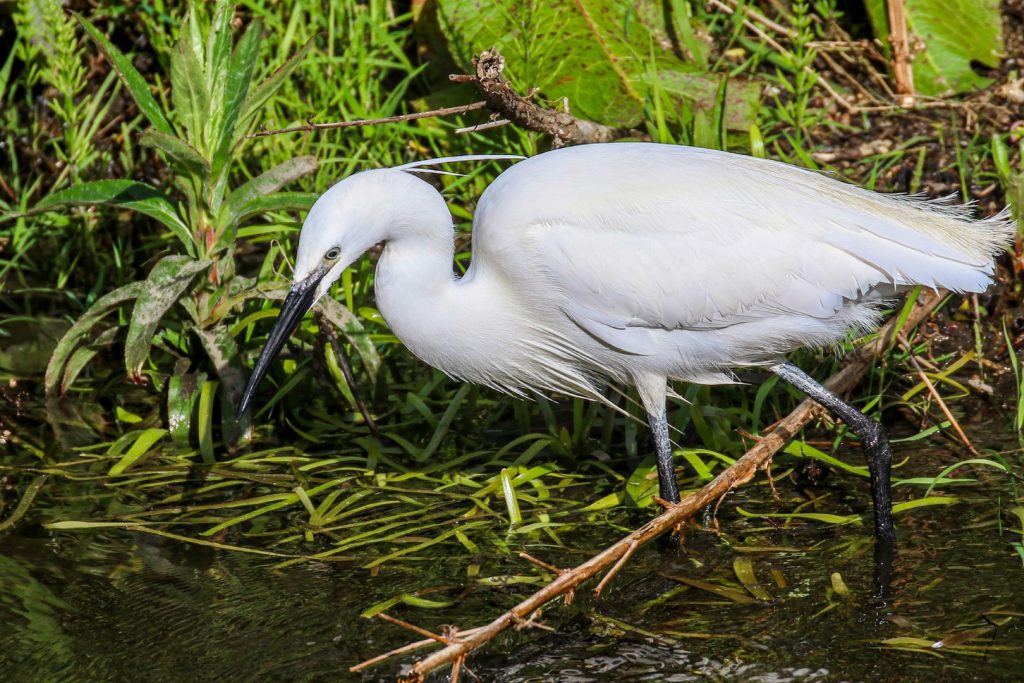 tolka river dublin bird watching