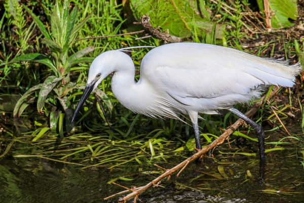 A Little Egret on the Tolka River near the Dublin Botanic Gardens