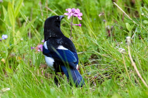 A Magpie among the wild flowers at the Tolka River Bank, Dublin