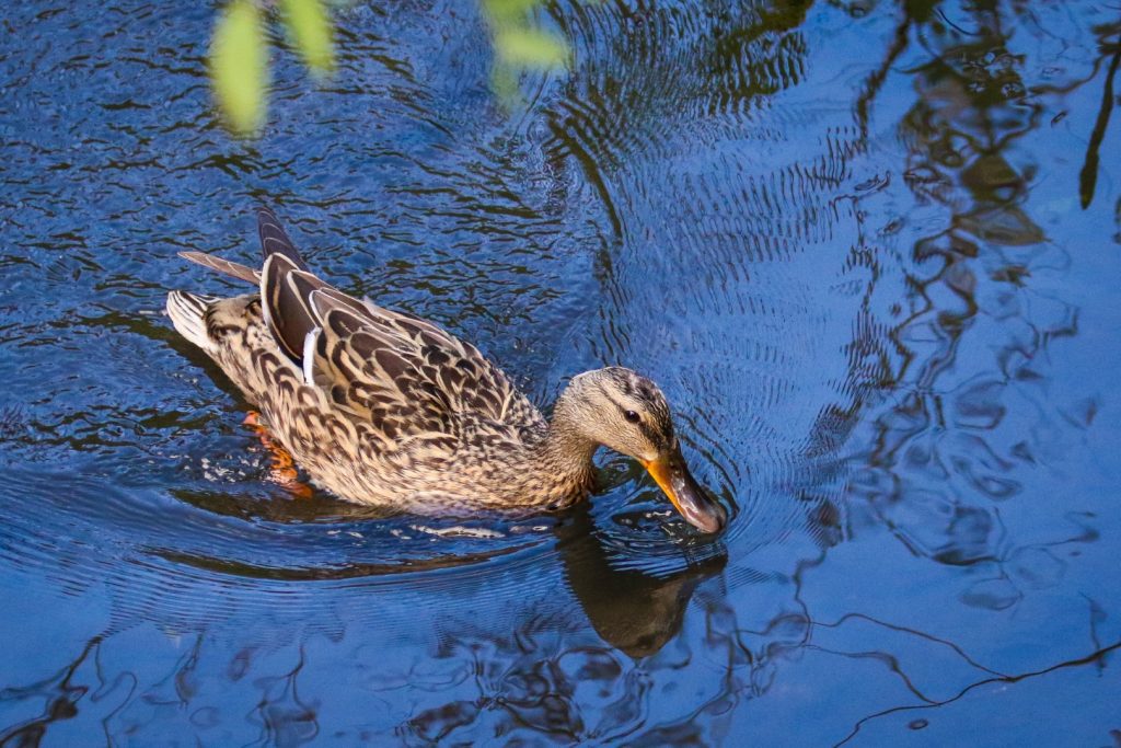 tolka river dublin bird watching