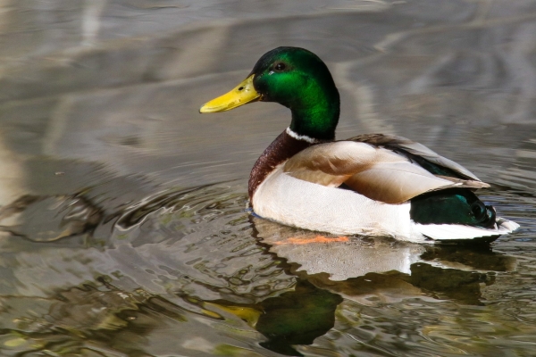 A Mallard swims in the Tolka River at Drumcondra, Dublin
