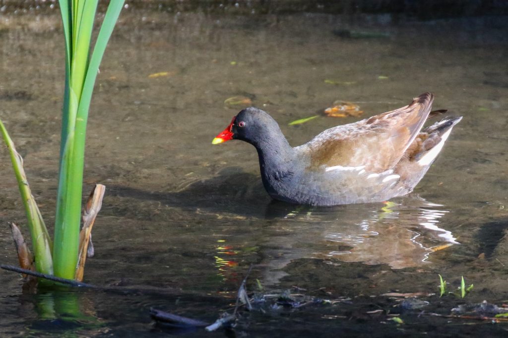 tolka river dublin bird watching