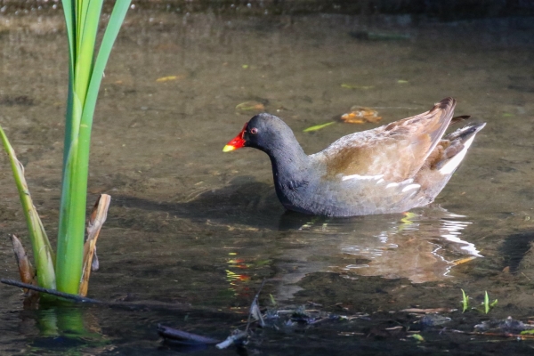 A Moorhen in the Tolka River at Drumcondra, Dublin