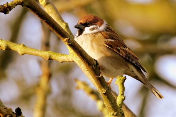 Tree Sparrow in winter sunshine perched on a tree branch