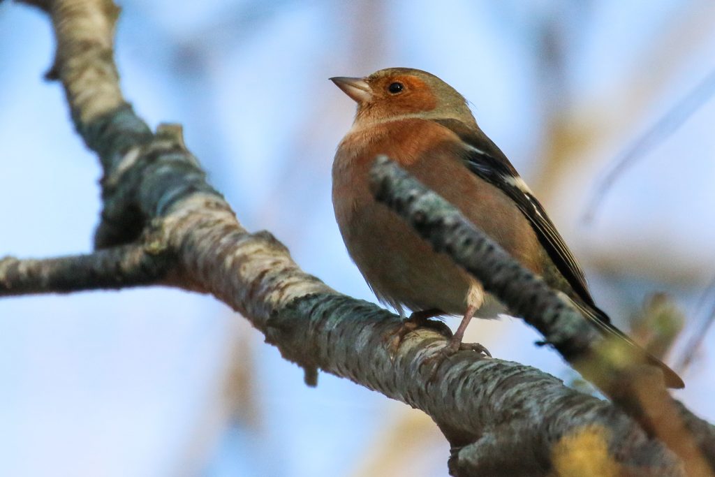 Bird watching dublin tymon park