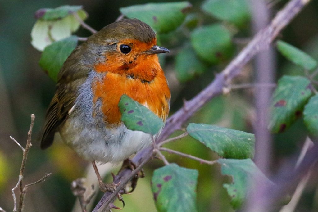 Bird watching dublin tymon park