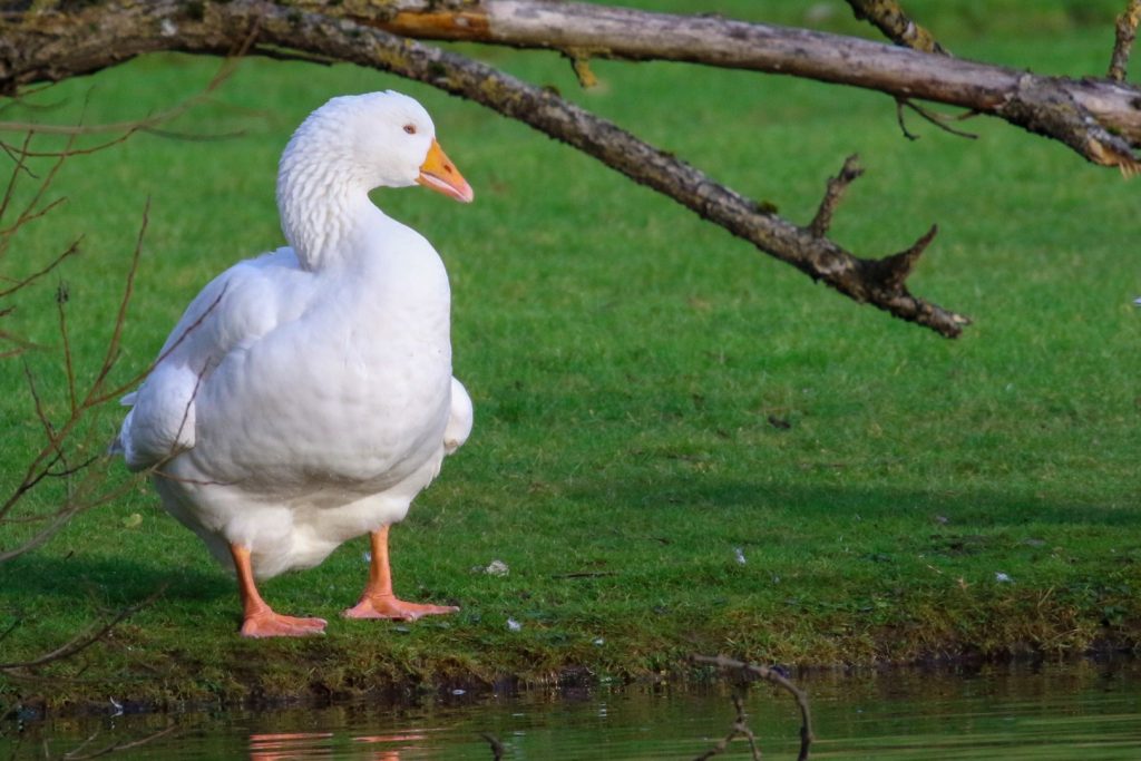 Bird watching dublin tymon park