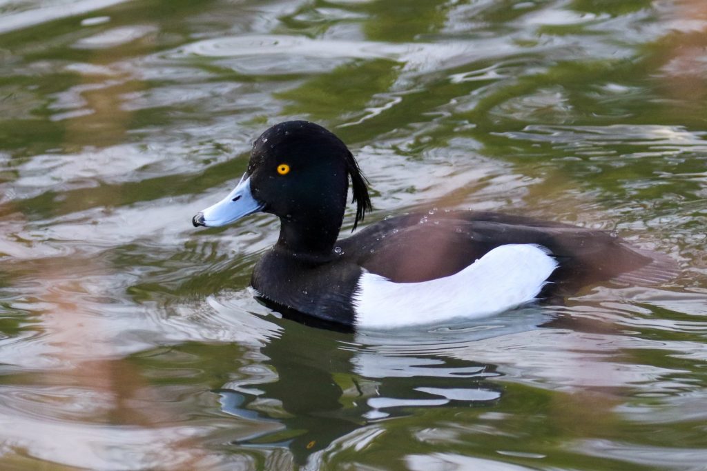 Bird watching dublin tymon park