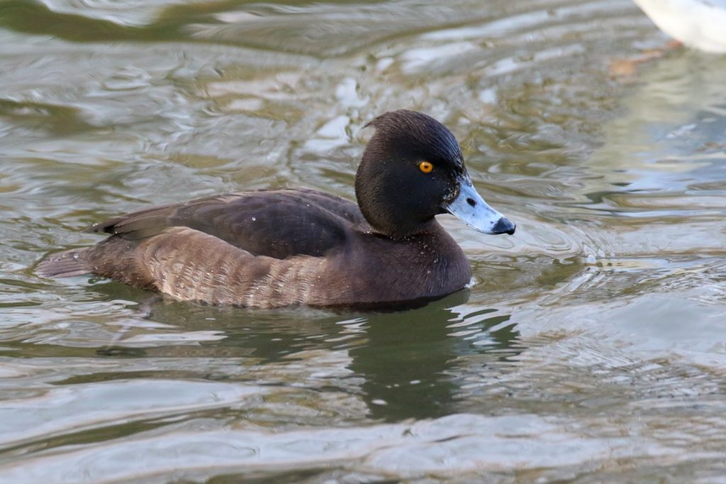 Bird watching dublin tymon park