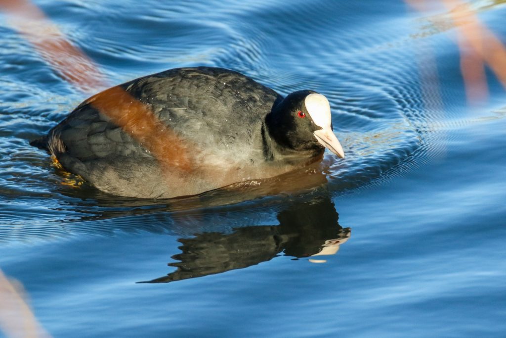 Bird watching dublin tymon park