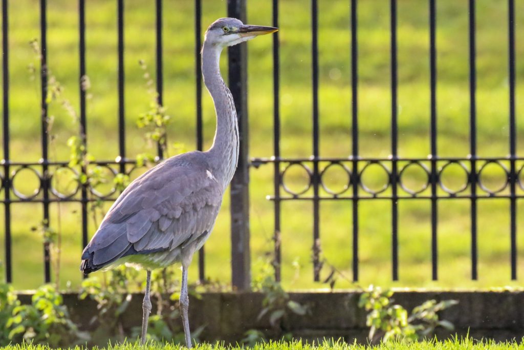 Bird watching dublin tymon park