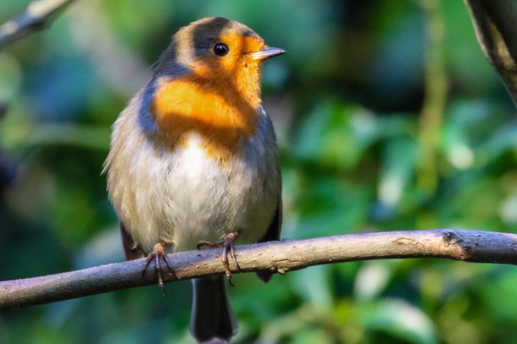 Bird watching dublin tymon park