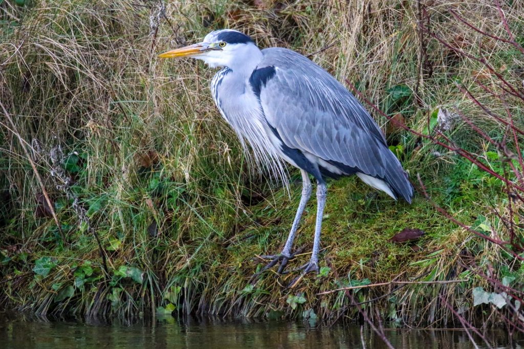 Bird watching dublin tymon park