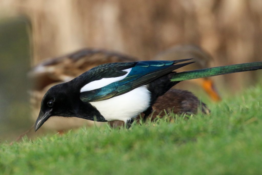 Bird watching dublin tymon park