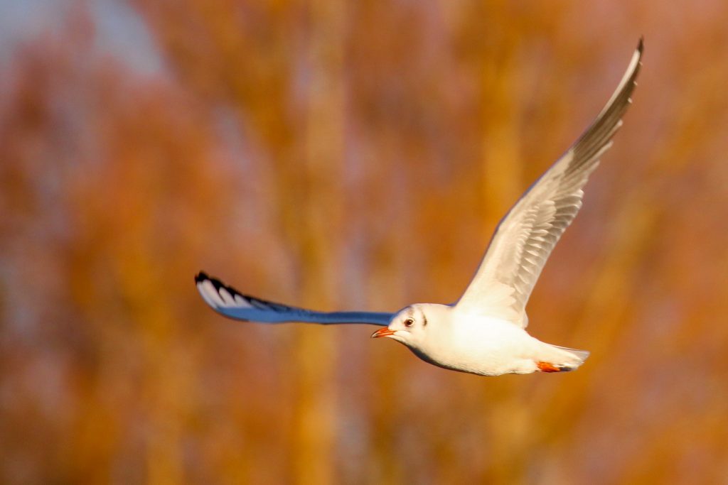 tymon park dublin birds