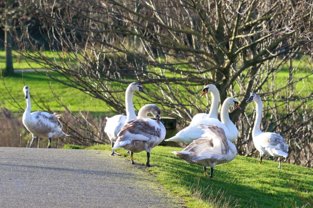 Bird watching dublin tymon park