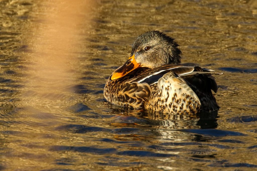 Bird watching dublin tymon park