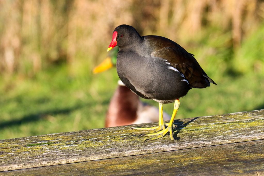 Bird watching dublin tymon park