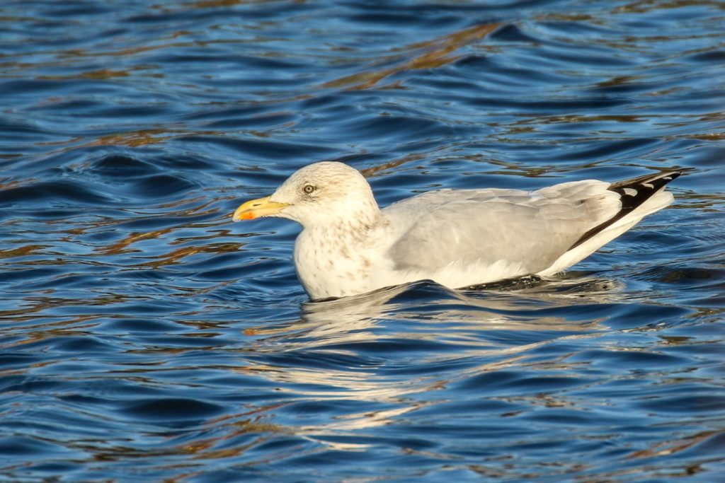 Bird watching dublin tymon park