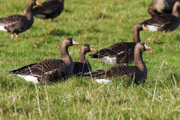 Greenland White Fronted Geese in a field at the Wexford Wildfowl Reserve