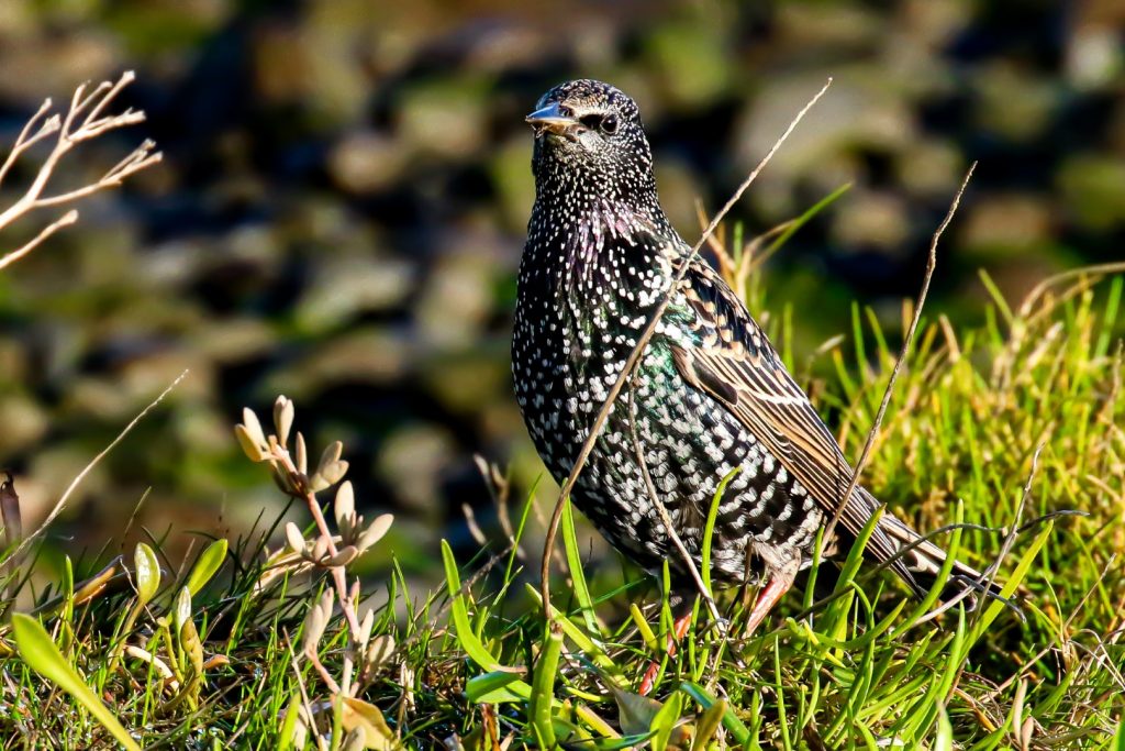 Bird Watching Wexford