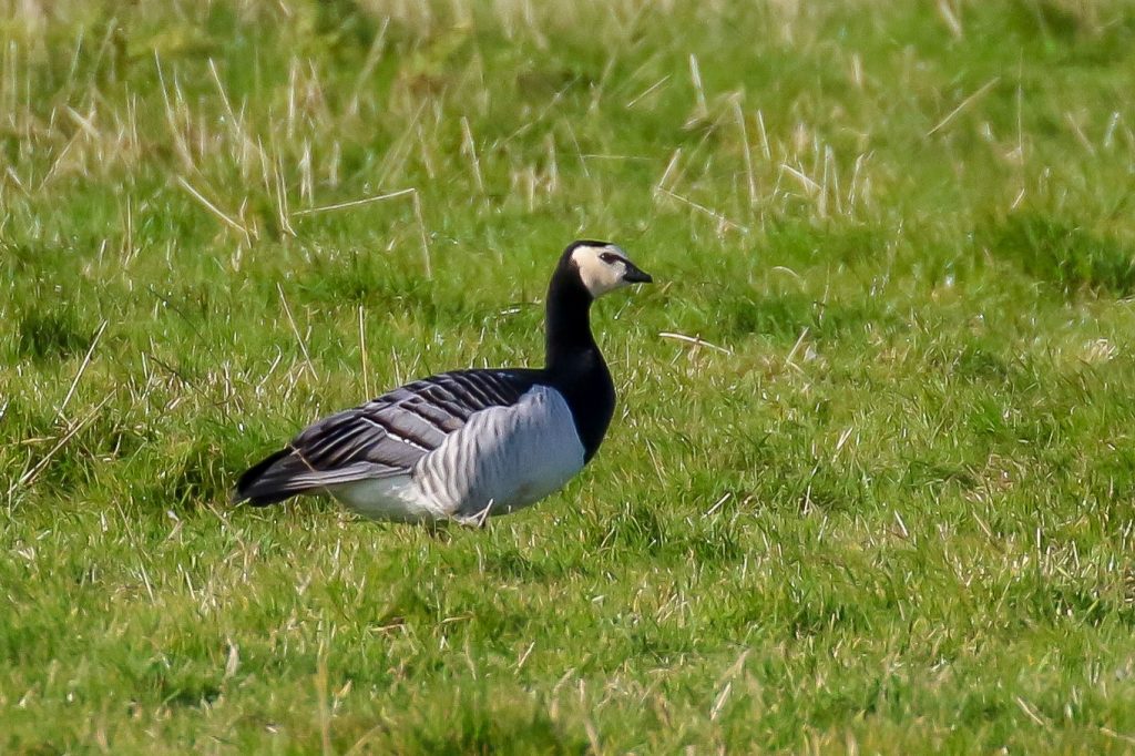 Bird Watching Wexford